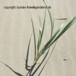 freiwilligendienst-im-ausland